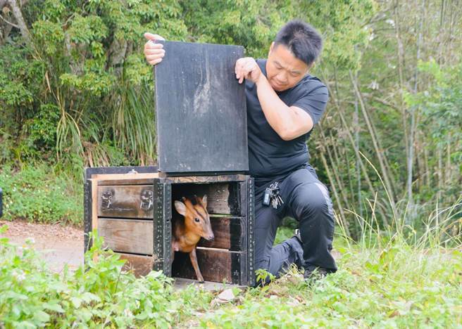 台东县关山镇日前受困水圳的山羌，如今伤癒了，由林管处森林护管员林易均协助野放。（民眾提供／蔡旻妤台东传真）