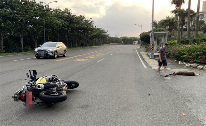 墾丁路段梅花鹿突然衝出，騎士閃避不及遭撞倒。(翻攝畫面)