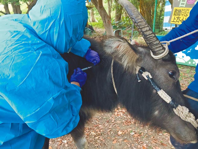农委会表示，苗栗以北的牛只今天施打疫苗完毕，待下周四18万剂疫苗到货，再安排全国15.5万头牛施打。图为牛只注射牛结节疹疫苗。（台北市动保处提供）