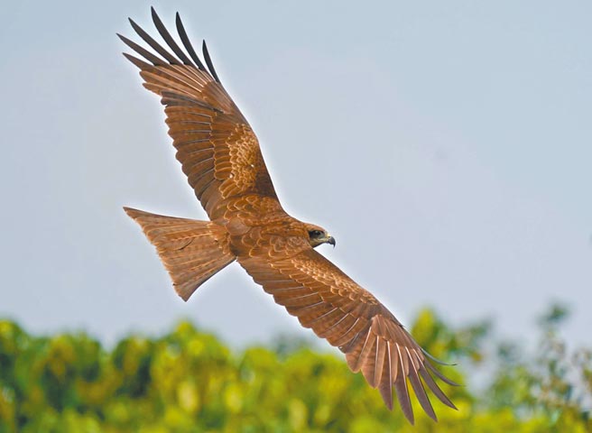 台湾黑鸢多为留鸟，分为南、北两族群互不往来，屏科大鸟类生态研究室将进一步研究族群的DNA。（屏科大鸟类生态研究室提供／潘建志屏东传真）
