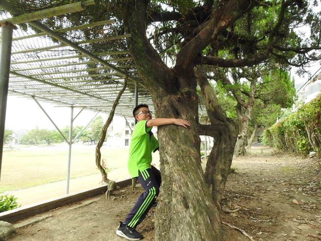 鹿谷國中巨大龍柏遭病蟲害，縣府將協助護樹。（南投縣政府提供／廖志晃南投傳真）