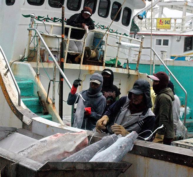 现正值黑鲔鱼捕捞季节，受疫情影响渔船很难招到工，东港区渔会向立法委员周春米陈情协调后，决定让外籍渔工能先隔离检疫，减少渔船等待时间。图为外籍渔工作业。（潘建志摄）