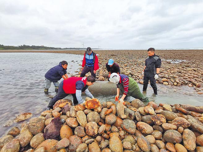 桃園石滬協會教導年輕一輩石滬修復技術。（呂筱蟬攝）