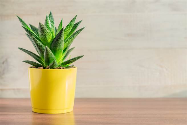 日本網友透露自己養了一盆多肉植物3年，結果最近卻發現它居然是一株人造植物。(示意圖/達志影像)