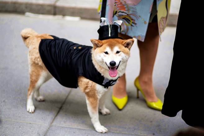 大陆科学家发现，更具传染力的英国变种新冠「B1.1.7」很有可能源自于狗，而且早在2020年7月，美国就发现「B1.1.7」的早期形式样本。（资料照／路透社）