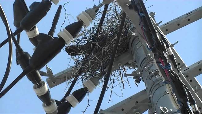 建在電杆上的烏鴉巢，材料有許多衣架。(圖/youtube)
