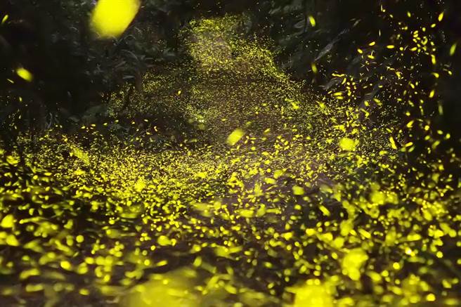 天成文旅-绘日之丘推出「阿里山萤火虫季限定-那一年的星空野餐半日游」赏萤活动。（天成文旅-绘日之丘提供）