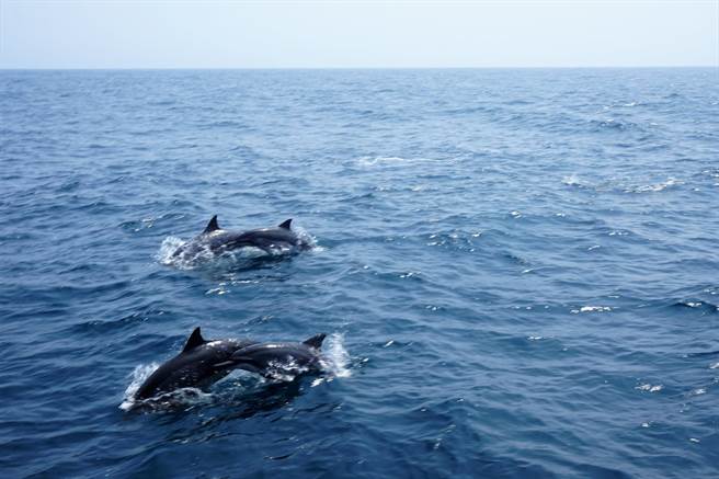 因应赏鲸季节，兰阳乌石港海景酒店推出鲸囍飨宴客房住宿专案。（兰阳乌石港海景酒店提供）