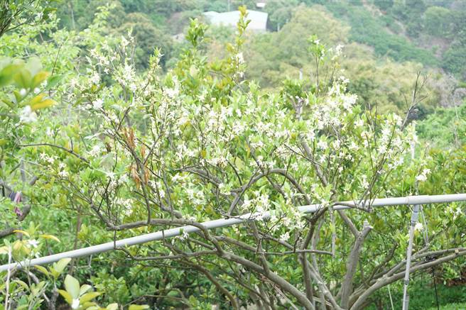 台中乾旱缺水，潭子浅山的椪柑树出现爆花异常现象，满树白花清香扑鼻，煞是美丽。（王文吉摄）