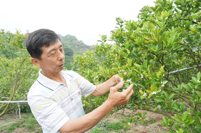 被喻为「柑橘状元」的神农奖得主萧宗仁说明椪柑花量比往年暴增4、5倍，因消耗过多养分，小果肯定大增。（王文吉摄）