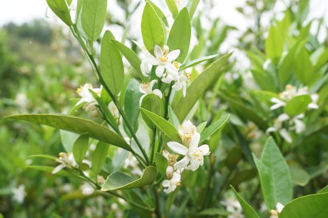 因乾旱少雨，台中椪柑、茂谷柑及桶柑等果树出现爆花、不开花、不萌芽等异常现象。（王文吉摄）