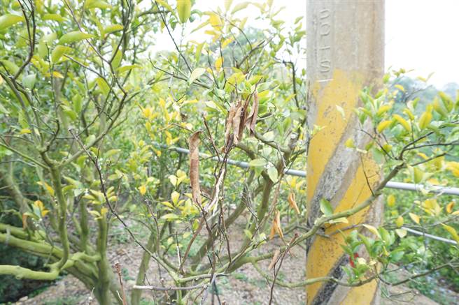 台中潭子浅山的椪柑因缺水造成叶片黄化枯萎，能够供给养分的叶片数减少而且偏小。（王文吉摄）