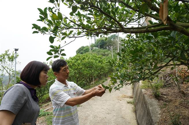 潭子区农会总干事林淑茵（左）关心椪柑因乾旱受损情形。（王文吉摄）