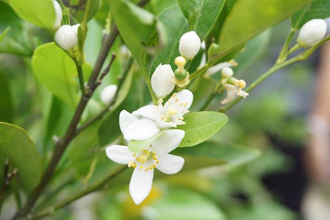 台中潭子浅山椪柑花量比往年暴增4、5倍，有些已经着果，有些尚未授粉。（王文吉摄）