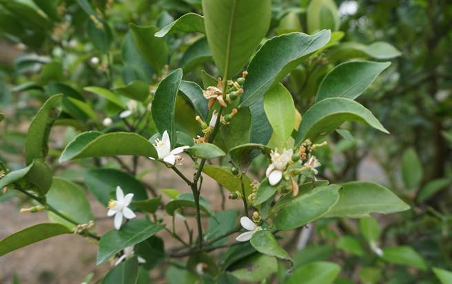 台中潭子浅山的椪柑狂爆花，1个分枝至少开20多朵。若着果太多，恐因养分不足，造成果实发育停滞。（王文吉摄）