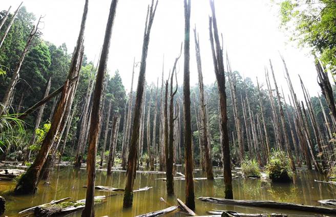 南投县鹿谷乡杉林溪旁的「忘忧森林」乾掉，与过去杉木耸立在水洼潭中的景象相差甚远。（图／杨树煌摄）