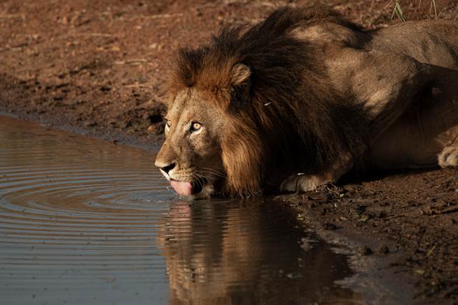 公狮和母狮觅食后到水洼边喝水，却碰见一只大胆的小水龟，不断逼近、骚扰牠们。(示意图/达志影像)