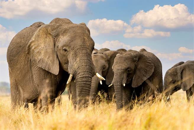 南非一名盗猎者日前闯进国家公园欲猎杀犀牛，却误闯象群，最终被活活踩死。（示意图／shutterstock）