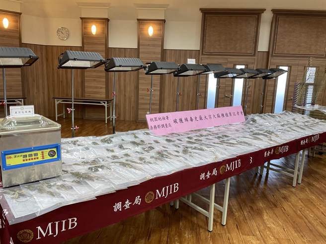 桃园地检署接获调查局台北市调查处提报，在桃园、新竹有种植大麻活株情资，由检察官叶益发指挥侦办，上月19日出动搜索，查扣活株1608株。（检方提供／赖佑维桃园传真）