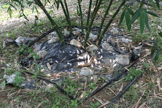 台南区农业改良场辅导农友将喷管环绕竹丛进行喷灌，不仅省水省肥，还提高竹笋品质。（张毓翎摄）