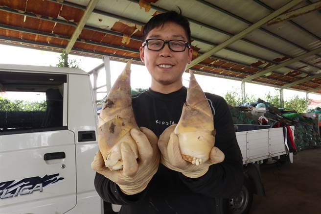 农友张令腾右手拿的竹笋是使用喷灌种植，明显比左边传统淹灌的竹笋更大颗。（张毓翎摄）