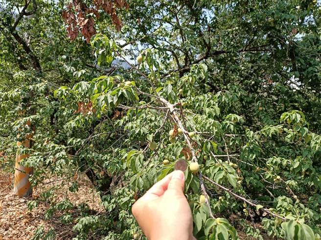 3月高温乾旱造成高雄青梅农损，经公所通报灾情达灾情确认门槛，4月21日起至30日止受理农民申报。（高雄市农业局提供／林雅惠传真）