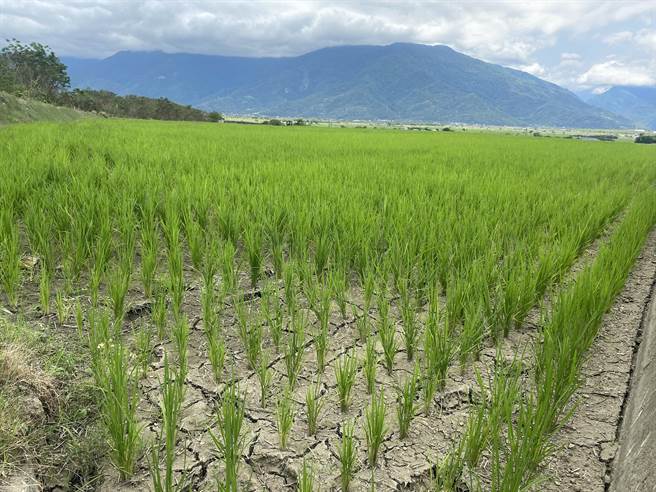 农田遭遇乾旱之苦，农民无奈吐心声。（图为本报资料照，与文中所述农农民无关）