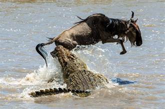 猛獸衝出狠咬 牛羚0.1秒神反應走位 巨鱷無奈躲回水裡