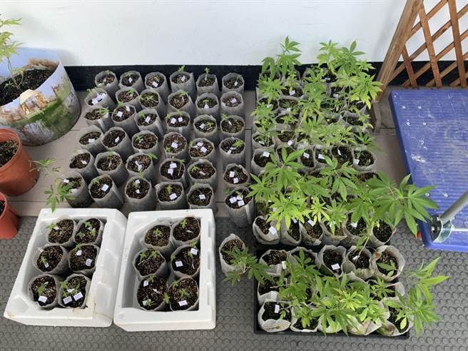 黄姓药头自行栽种百余株大麻，手头上还有百多棵大麻种子。（杨梅分局提供／邱立雅桃园传真）