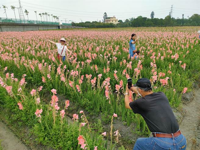 彰化縣田中鎮東彰路旁，有一處種植劍蘭的農田近日盛開，吸引民眾爭相拍照。（吳建輝攝）
