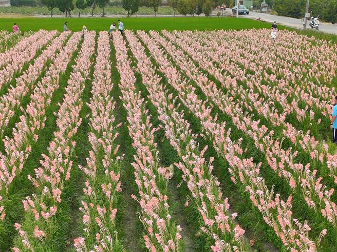 農田地勢較低，站在東彰路旁的欄杆上，可以俯瞰整個劍蘭花田，場面十分壯觀。（吳建輝攝）