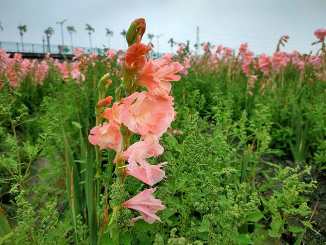 劍蘭是很著名的鮮切花，與玫瑰，康乃馨，扶郎花合稱為世界四大鮮花。（吳建輝攝）
