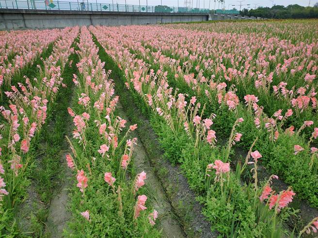 當地居民表示，這禮拜開始陸續湧入民眾賞花，這附近其實還有其他類似的花田，只是這片粉色的劍蘭剛好緊臨馬路，因此特別吸引民眾注意。（吳建輝攝）