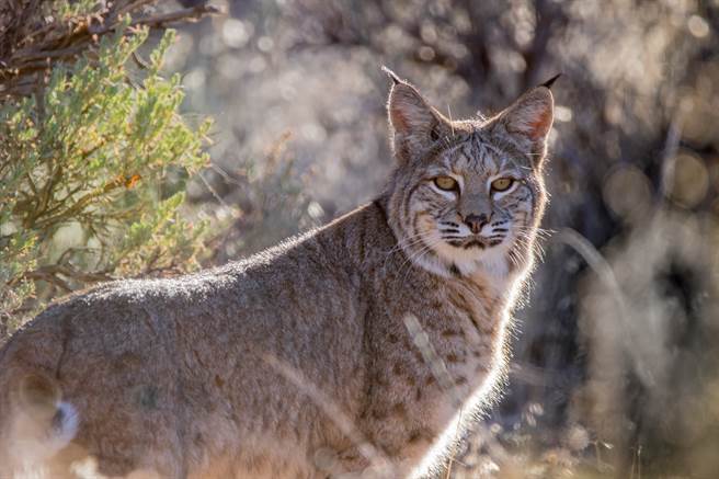 美国5岁女童看见山猫闯入自家后院一点都不害怕，反而待在原地和牠对视22秒，成功将山猫逼退。(示意图/达志影像)