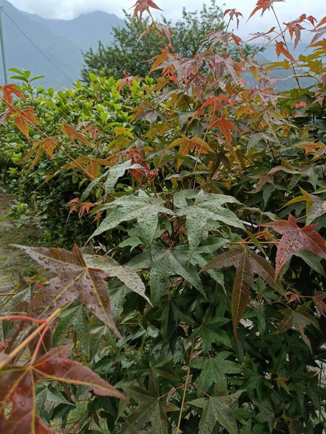 梨山天气阴，但水气不足，毛毛雨不足滋润叶片，地面也还是乾的，无助纾解旱象。（和平分局提供／王文吉台中传真）