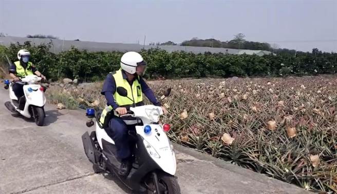 內埔農友即將採收鳳梨被偷兒到竊，警方到場調閱外圍監視器，盼能盡速找到嫌犯。（警方提供／林和生屏東傳真）