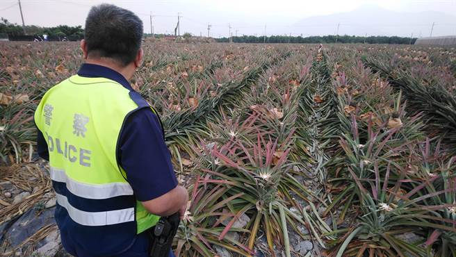 屏東青農鳳梨源20日傳出近1000顆鳳梨遭竊，警方正積極調閱監視器追賊，但鄉村監視器設置有限，恐增尋賊難度。（翻攝當事人臉書）
