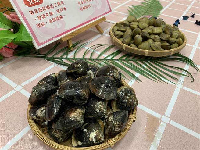 台湾养殖文蛤已有百年歷史，彰化、云林、嘉义、台南更是文蛤主要产区。（吕妍庭摄）