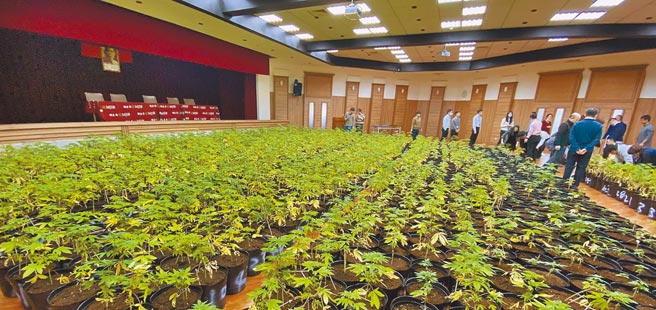 调查局干员在新竹县关西镇山区查获大麻活株1608棵，市值超过5亿，创国内查获大麻植株最高纪录，由于数量过多无法放赃物库，大麻活株就暂放大礼堂，放眼望去宛如一片大麻森林。（调查局提供）