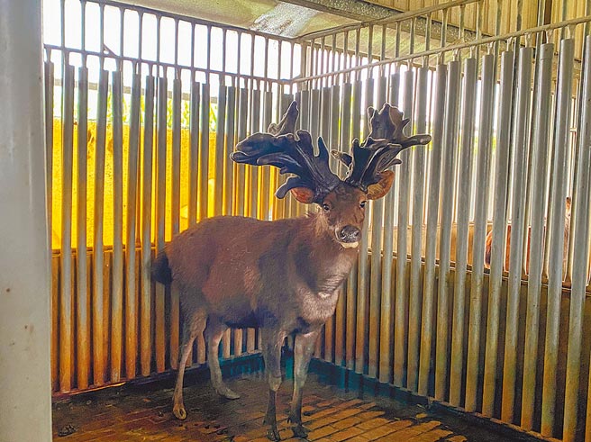 嘉義縣民雄鄉皇佳鹿園21日採收鹿茸，編號56號的這隻水鹿今年鹿茸重達348兩。（張亦惠攝）