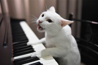 貓界音樂家躲房內偷彈琴 身分被發現網笑：莫札特轉世？