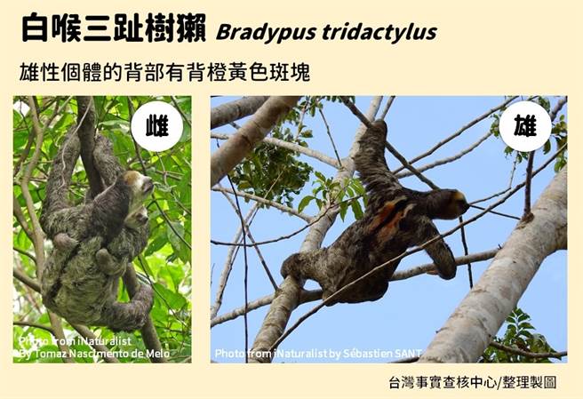 台北市立动物园推测网路疯传的「水库水鬼」应是「白喉三趾树獭」。（图／台湾事实查核中心）