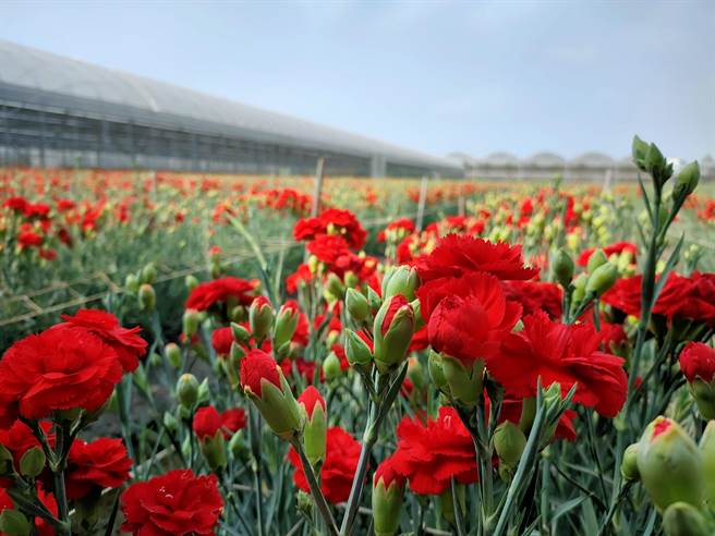 去年康乃馨受到疫情影响销量锐减，今年则是受到气候及雨水影响，短枝花期较晚，但价格稍稍回稳。(吴建辉摄)