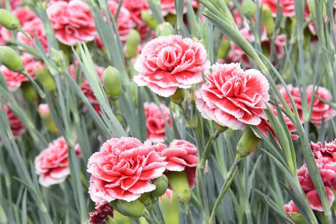 全台康乃馨种植面积约43.3公顷，田尾就占了39.4公顷，品种更有60多种。(吴建辉摄)