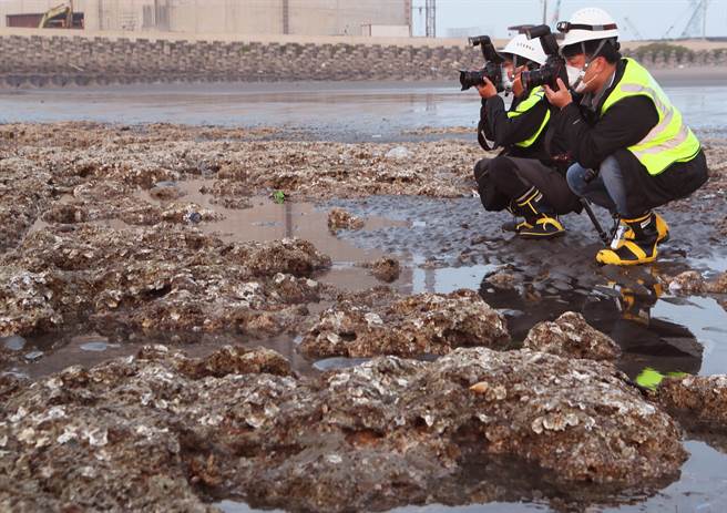 观塘藻礁区。(资料照)
