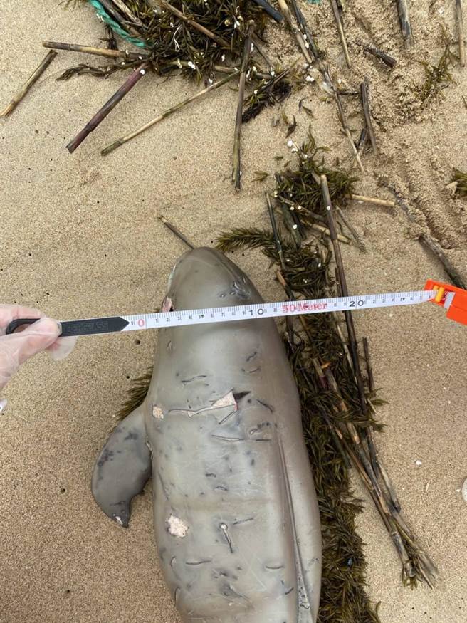 海巡署金马澎分署第一〇（马祖）岸巡队南竿巡逻组人员22日在马祖南竿復兴沙滩发现1只死亡海豚，21日、22日两天共发现4只死亡海豚。（海巡署金马澎分署提供／叶书宏连江报导）