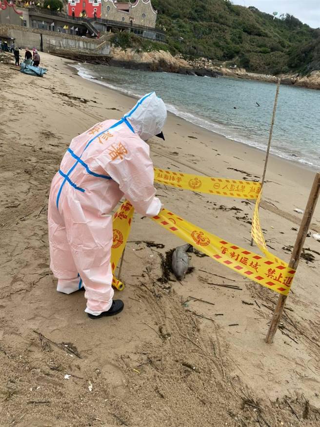 海巡署金马澎分署第一〇（马祖）岸巡队南竿巡逻组人员22日在马祖南竿復兴沙滩发现1只死亡海豚，21日、22日两天共发现4只死亡海豚。（海巡署金马澎分署提供／叶书宏连江报导）