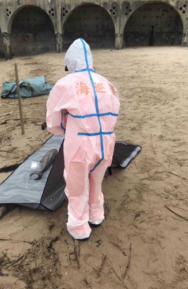 海巡署金马澎分署第一〇（马祖）岸巡队南竿巡逻组人员22日在马祖南竿復兴沙滩发现1只死亡海豚，21日、22日两天共发现4只死亡海豚。（海巡署金马澎分署提供／叶书宏连江报导）