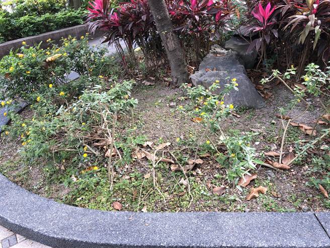 台北市被认养公园的地面光秃、寸草不生。（台北市议员汪志冰研究室提供／张立勋台北传真）