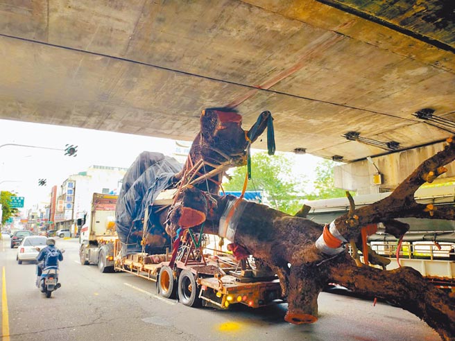 拖板车载运市价500万元百年老茄苳巨木，卡在彰美路国道1号涵洞下面。（民眾提供／吴敏菁彰化传真）